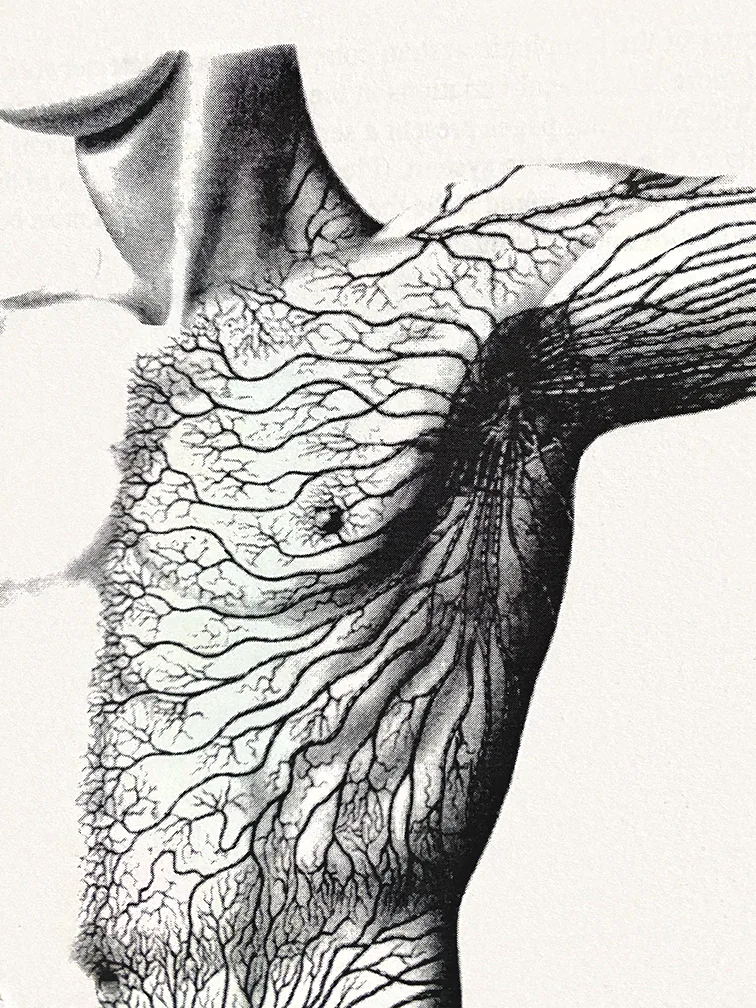 A illustration of the superficial lymph pathways